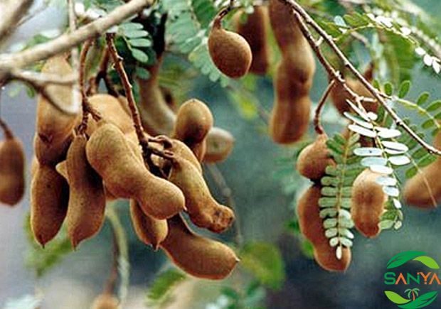 2024年海南農(nóng)博會