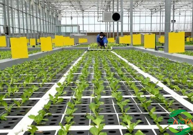 中國現代高效農業發展的未來趨勢是什么