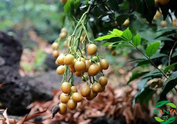 中國現代高效農業的科技創新有哪些方面值得關注