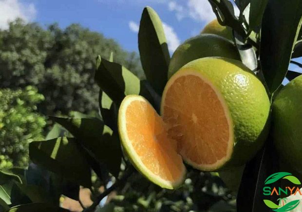 海南設(shè)施農(nóng)業(yè)智能灌溉的發(fā)展前景如何