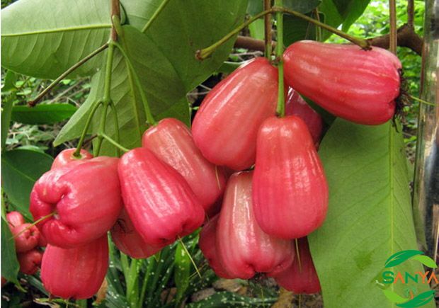 海南設施農業智能灌溉的應用效果如何