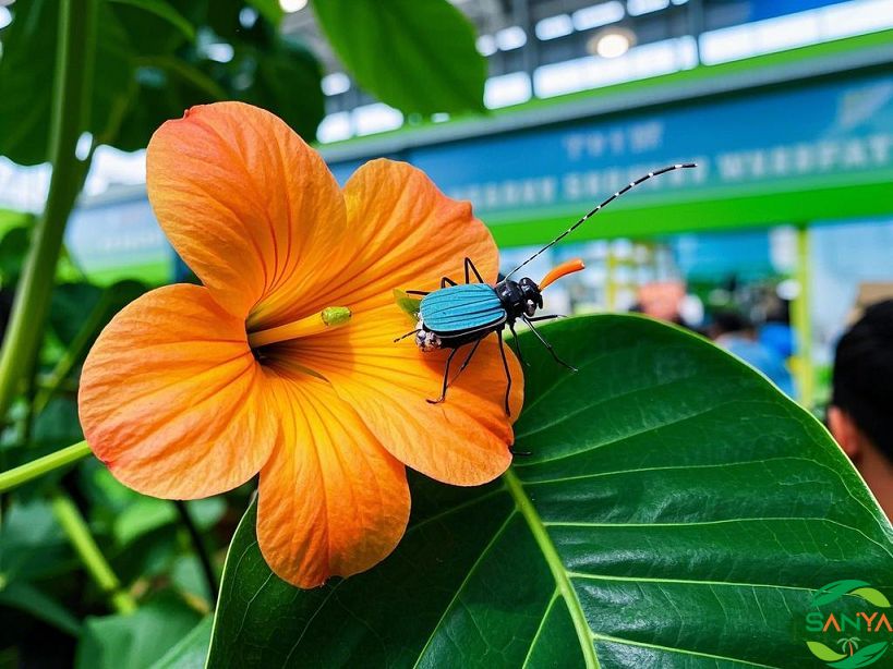 2025海南植保會舉辦時間和地點